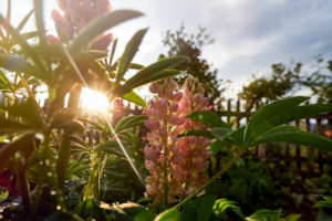Lupines in the back light in front of wooden fence Lupines in the back light in front of wooden fence